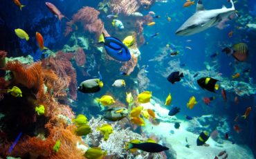 pisane ribice v morju na koralnem grebenu
