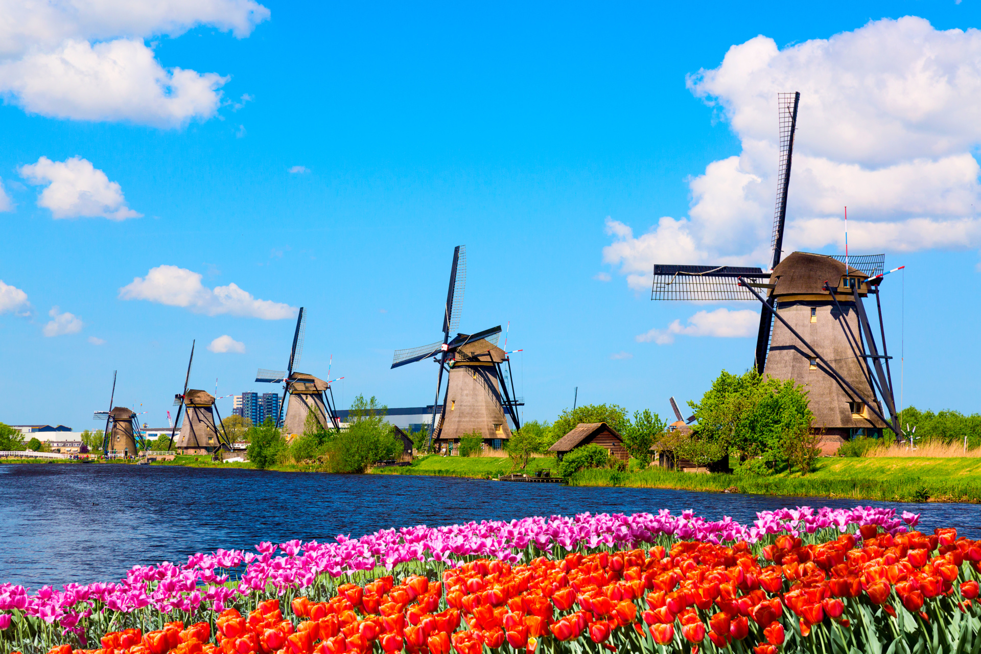 nizozemska, mlini na veter ob vodi, jasno nebo, v ospredju tulipani