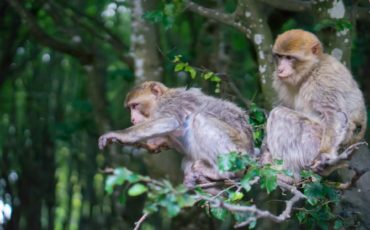 prikupni opici makaki na opičji gori v Avstriji, sedita na drevesu in radovedno opazujeta