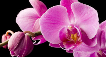 orhideja©Shutterstock