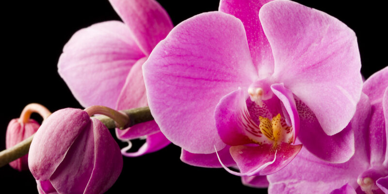 orhideja, roža