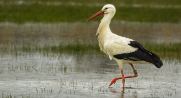 European,Stork,Wading,Through,Flooding,Looking,For,Food