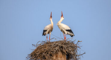 White,Stork,In,Courtship,Period,In,Early,Spring,,France,,Alsace.