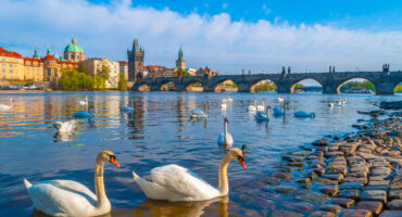 Swans,On,Vltava,River,In,Prague,,Czech,Republic.,Swans,On