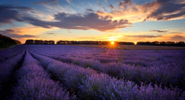 Landscape,With,Gorgeous,Lavender,Field,At,Sunset.