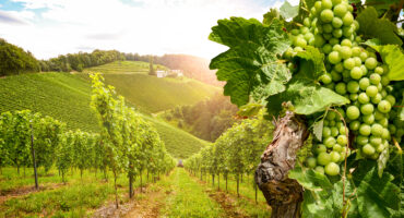 Vineyards,With,Grapevine,And,Winery,Along,Wine,Road,In,The