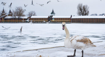 Swan and seagulls in the abandoned frozen lake Balaton. Extreme weather in Hungary in March 2018.