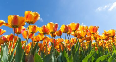 tulipani1©Shutterstock