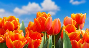 tulipani2©Shutterstock