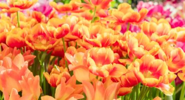 tulipani©Shutterstock