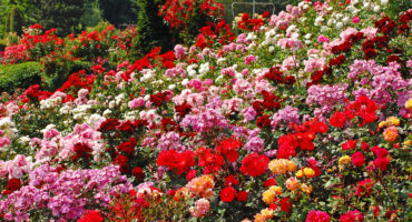 rožni-vrt©Shutterstock