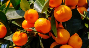 mandarine-2©Shutterstock