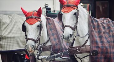 dunaj_zima12@shutterstock