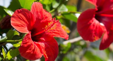 rože-hibiskus©Shutterstock